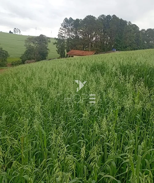 Imagens do imóveis Fazenda de Terra Roxa à Venda - 25km da Cidade – 130 Alqueires – Curiuva/PR