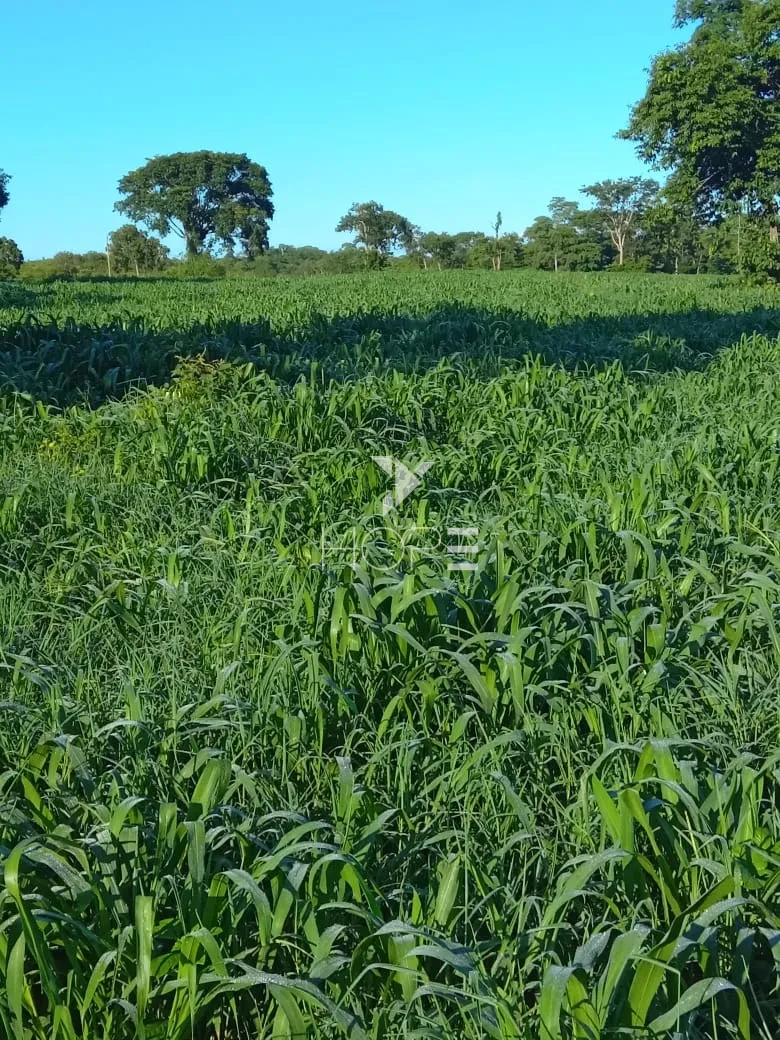 Imagens do imóveis Fazenda à Venda no Mato Grosso do Sul – 223 Alqueires – Rosário Oeste