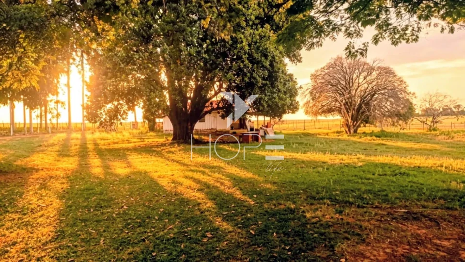 Imagens do imóveis Fazenda à Venda com 90% de aproveitamento – 165 Alqueires – Bentópolis