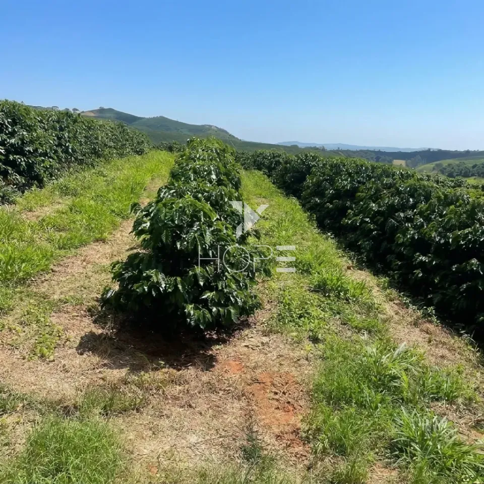 Imagens do imóveis Fazenda Cafeeira à Venda – 500 Hectares – Região de São Sebastião do Paraíso/MG