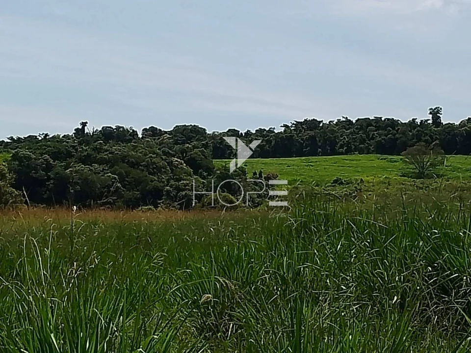 Fazenda à venda com 76 alqueires - pecuária com potencial agrícola - Guaravera - Londrina PR
