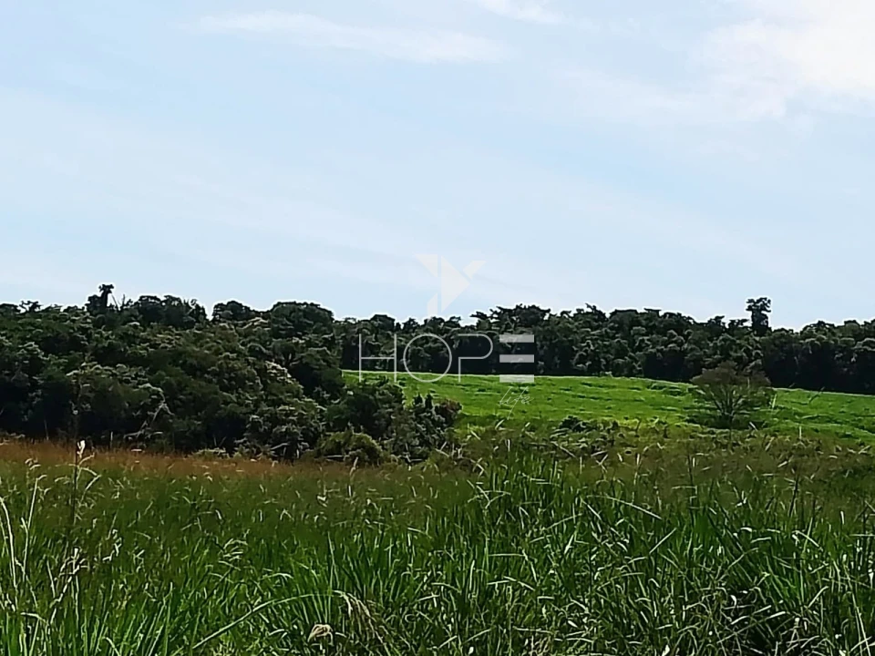 Fazenda à venda com 76 alqueires - pecuária com potencial agrícola - Guaravera - Londrina PR