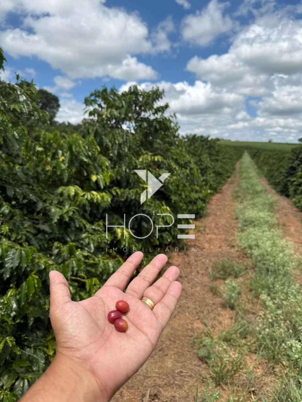 Imagens do imóveis fazenda cafeeira à venda 640 hectares irrigada – município de São Sebastião do Paraíso – Minas Gerais