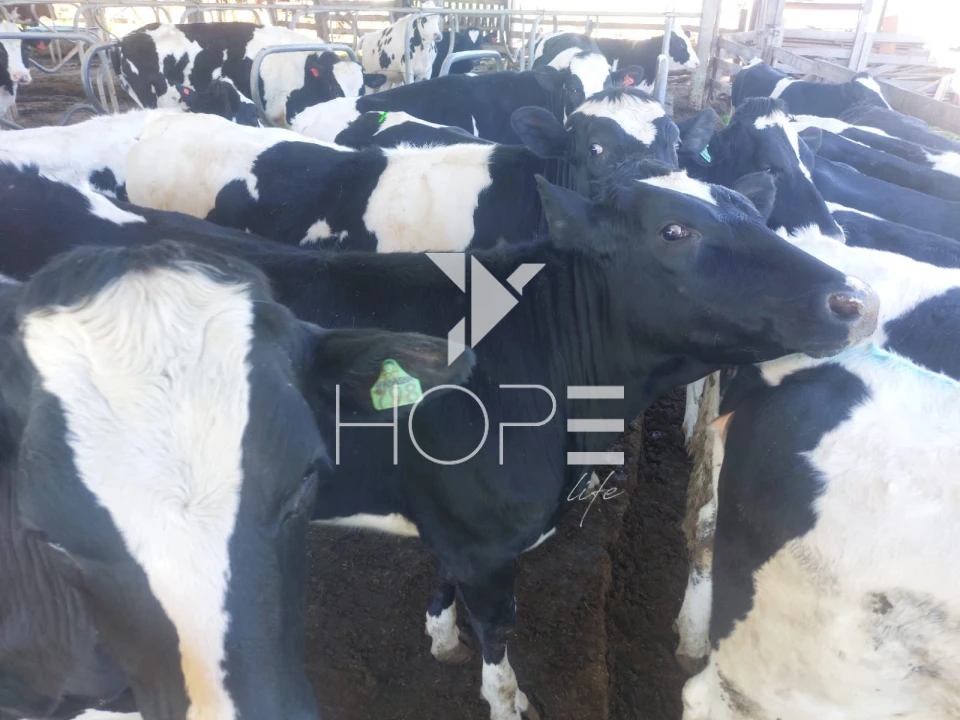 Imagens do imóveis Fazenda à venda 53 alqueires leiteira – região de Guarapuava – Paraná