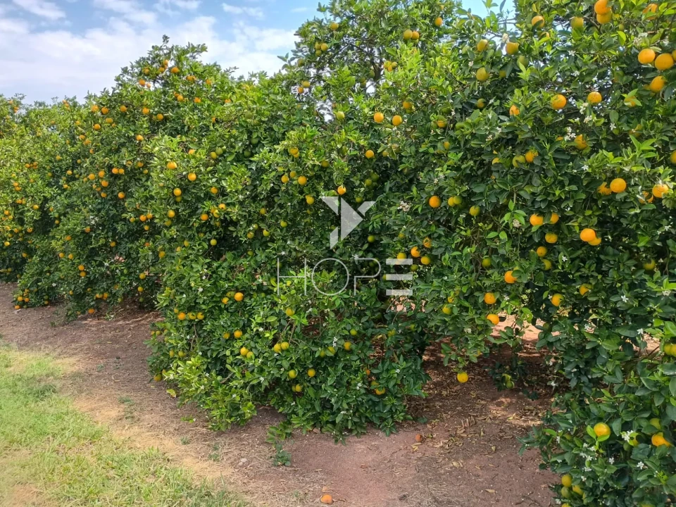 Imagens do imóveis Fazenda de laranja à venda com 77.5 alqueires - 77.150 pés - certificado para exportação - Região de Marília SP