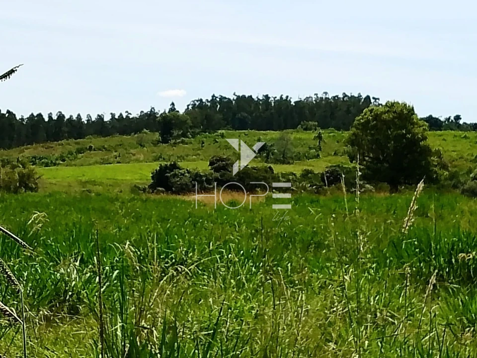 Fazenda à venda com 76 alqueires - pecuária com potencial agrícola - Guaravera - Londrina PR