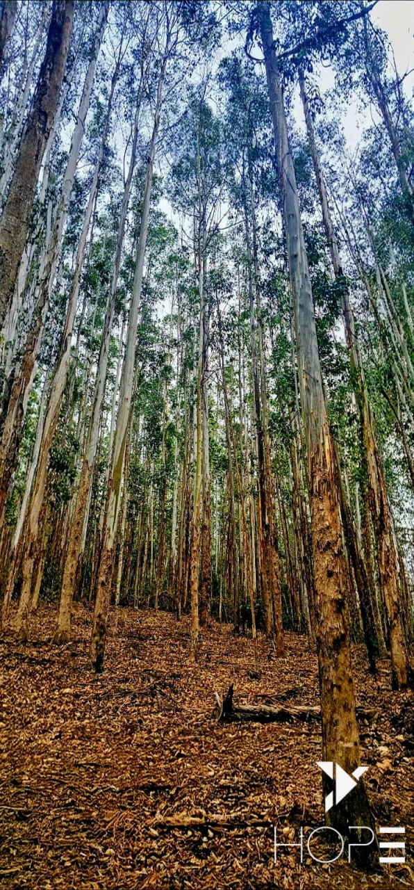 FAZENDA DE 216 ALQUEIRES COM EUCALIPTO À VENDA – VALE DO PARAÍBA/SP