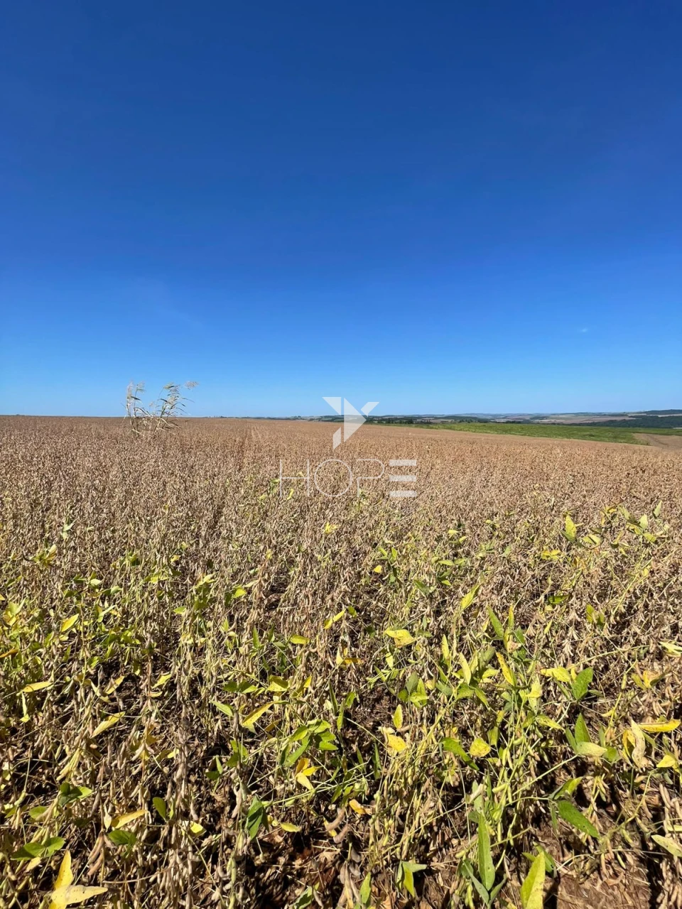 Imagens do imóveis Sítio à venda com 7.5 alqueires - Área para plantio - Jataizinho/PR