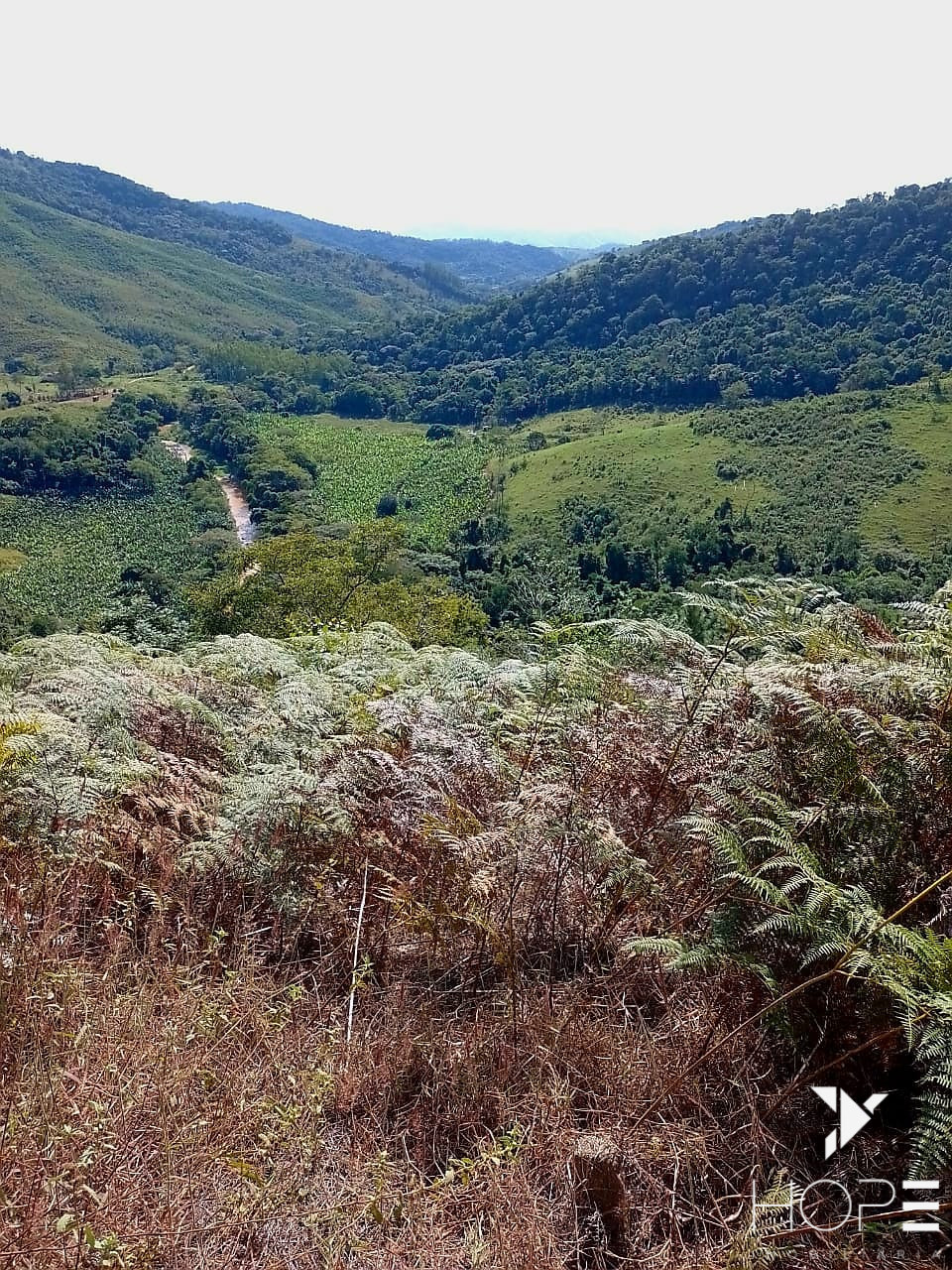 Imagens do imóveis Fazenda de Pinus à venda em Adrianópolis/PR – 200 hectares