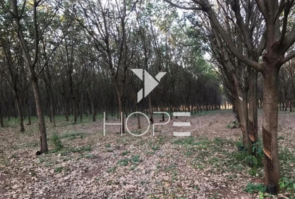 Imagens do imóveis Fazenda à Venda em Mirassolândia/SP – 14 Alqueires Paulista (33,88 ha) – 7.500 Seringueiras em produção  – Rica em Água