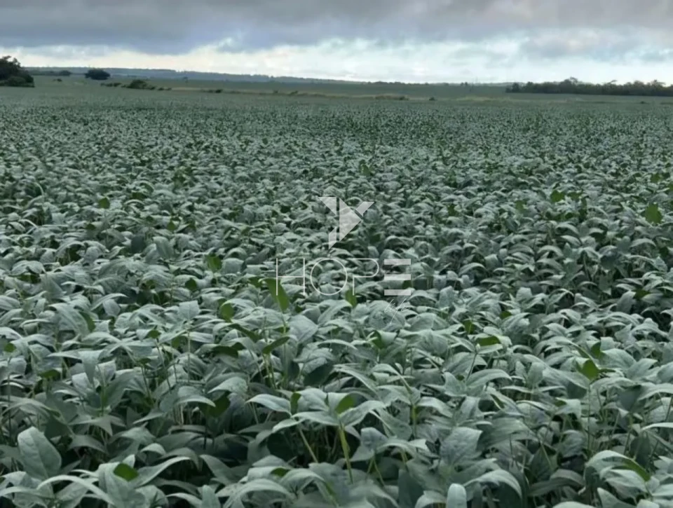 Imagens do imóveis Fazenda com dívida à venda com 6.372 hectares - alto padrão agrícola - confinamento e silos - Miranorte TO