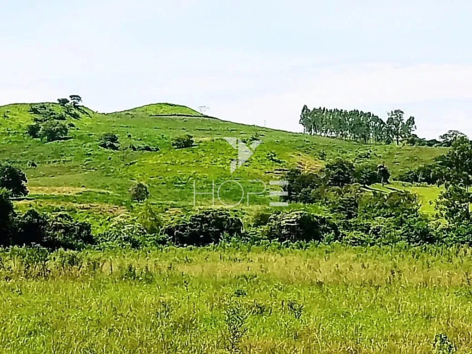 Fazenda à venda com 76 alqueires - pecuária com potencial agrícola - Guaravera - Londrina PR