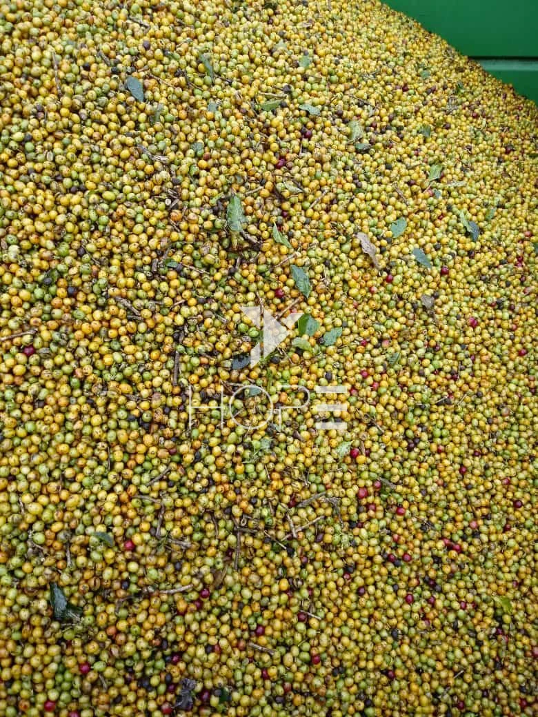 Imagens do imóveis fazenda cafeeira à venda 970 hectares produção de exportação – município de Capelinha – Minas Gerais
