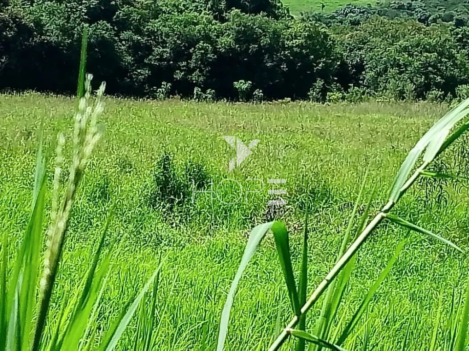Fazenda à venda com 76 alqueires - pecuária com potencial agrícola - Guaravera - Londrina PR