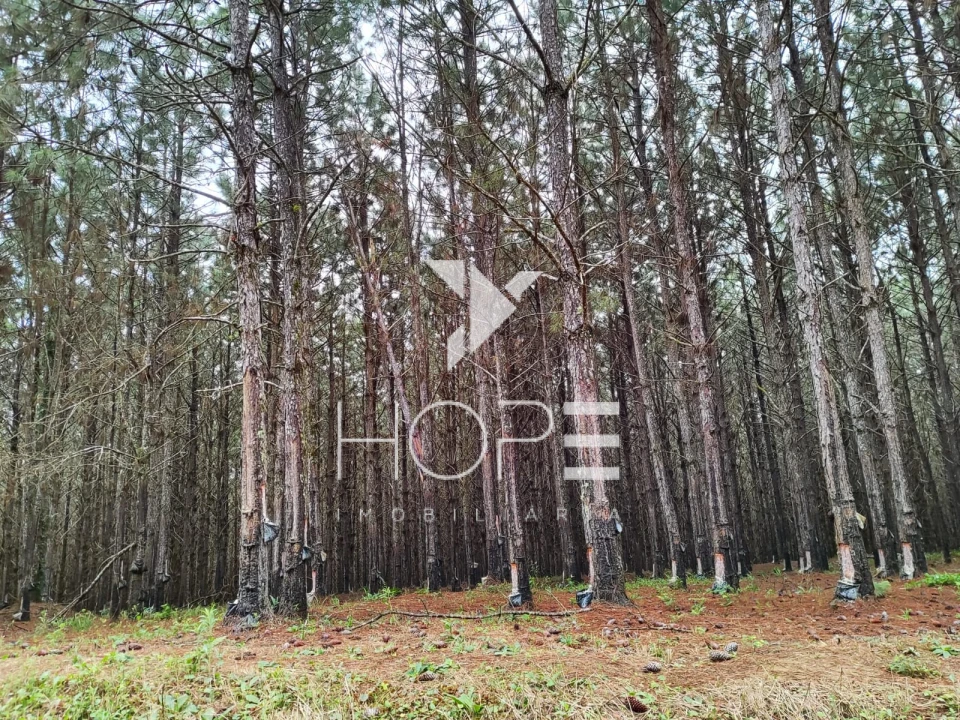 Imagens do imóveis Fazenda com Pinus à Venda - São Miguel Arcanjo SP - Região de Itapetininga - 227 Alqueires 550 Hectares