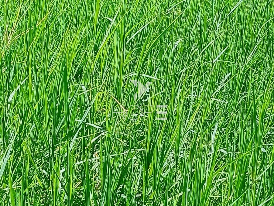 Fazenda à venda com 76 alqueires - pecuária com potencial agrícola - Guaravera - Londrina PR