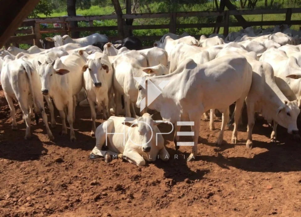 Imagens do imóveis Fazenda 326 Alqueires - Dupla Aptidão - Unaí MG - Entre Unaí e Paracatu - Margens de Rodovia