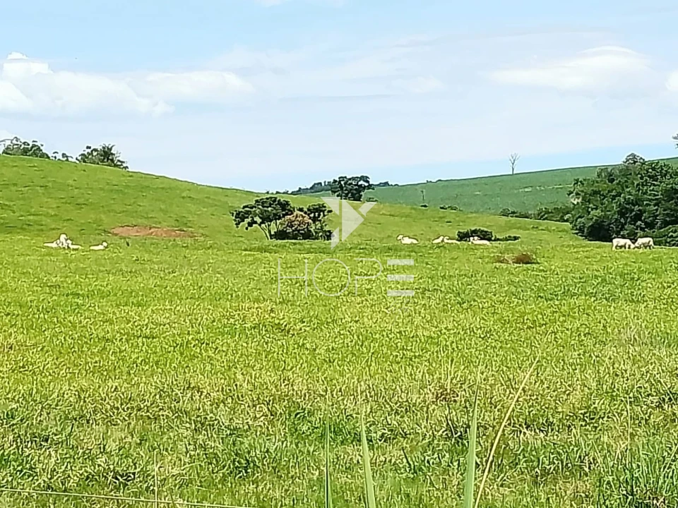 Fazenda à venda com 76 alqueires - pecuária com potencial agrícola - Guaravera - Londrina PR