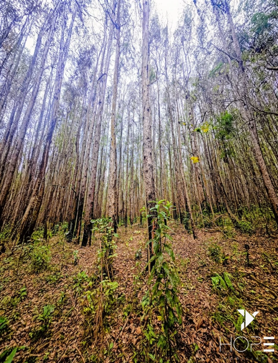 FAZENDA DE 216 ALQUEIRES COM EUCALIPTO À VENDA – VALE DO PARAÍBA/SP