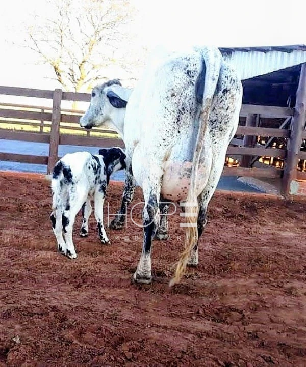 Imagens do imóveis Fazenda Leiteira Porteira Fechada à Venda – 78 Alqueires – Paranavaí/PR – Estrutura Completa + Usina Solar
