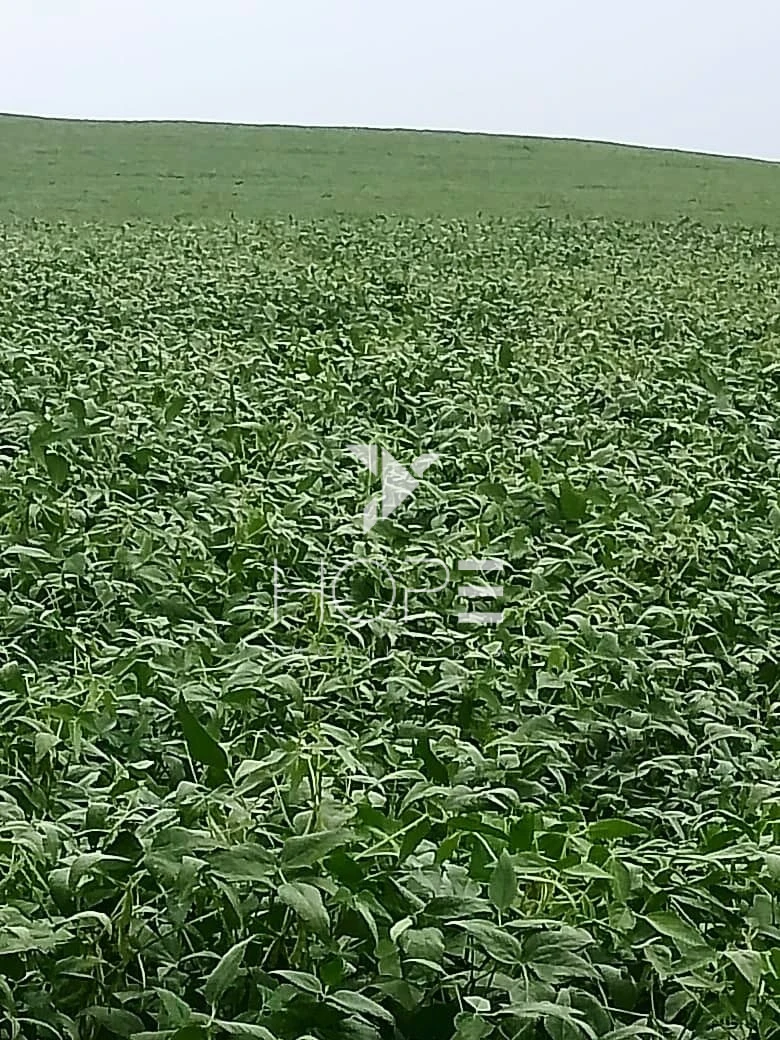 Imagens do imóveis Fazenda à Venda – 213 Alqueires – Jauru – Tomazina PR