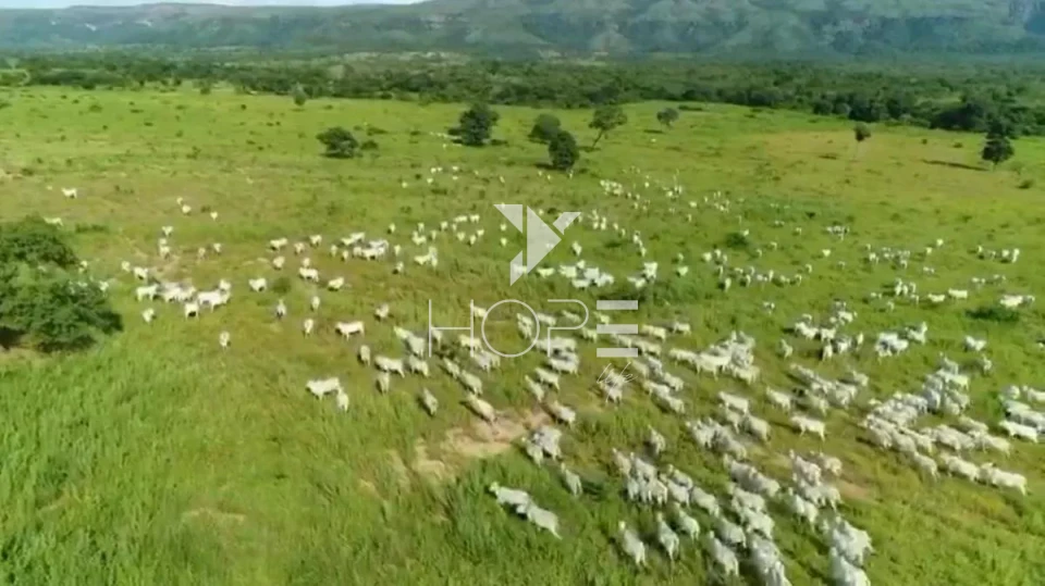 Imagens do imóveis Fazenda de dupla aptidão à venda com 1.765 alqueires - 8.543 hectares - porteira fechada - Alvorada do Norte GO