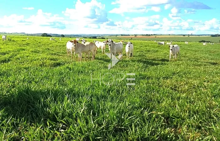 Imagens do imóveis Fazenda à Venda - 80% Plano – 110 Alqueires – Costa Machado – Costa Machado/SP