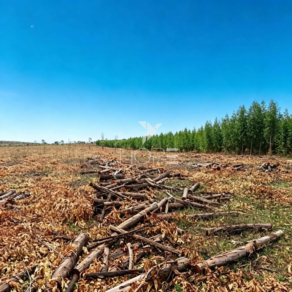 Fazenda à Venda com Aptidão Pecuária e Florestal – 513 Hectares – Brasilândia de Minas/MG