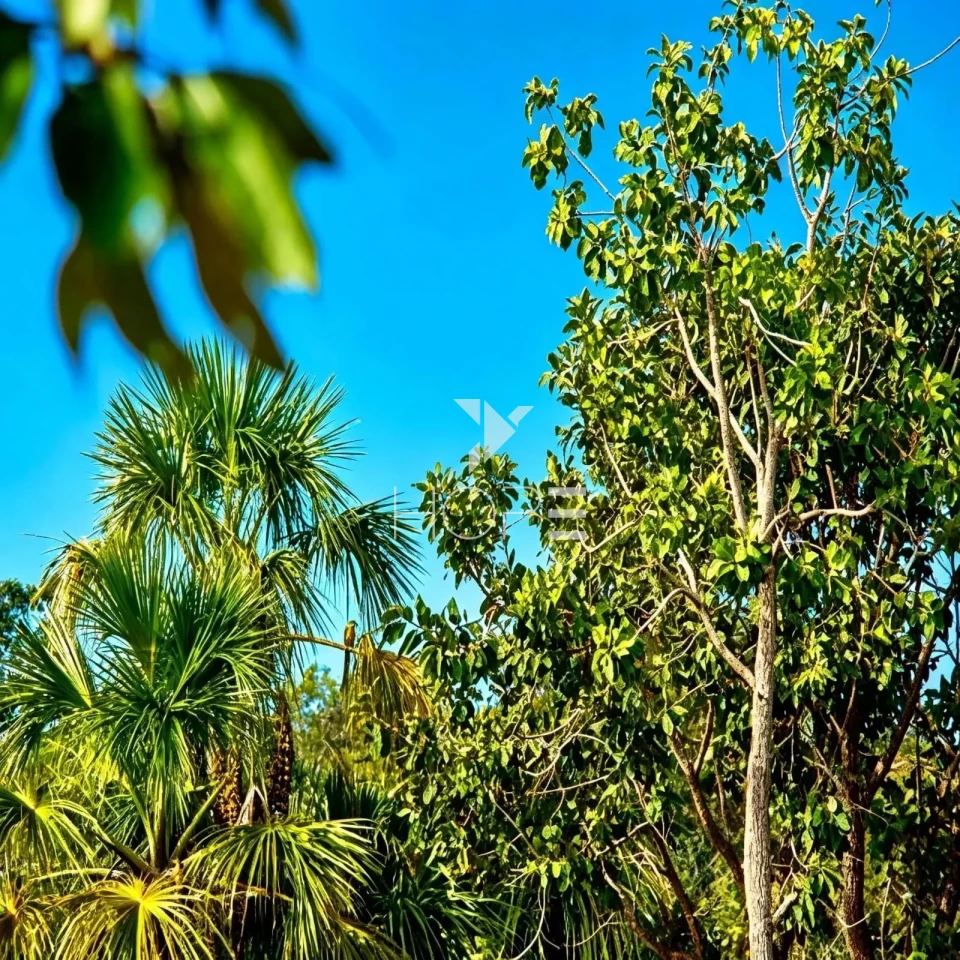 Imagens do imóveis Fazenda à Venda - Reflorestamento e Pecuária – 4.000 Hectares – São Romão/MG