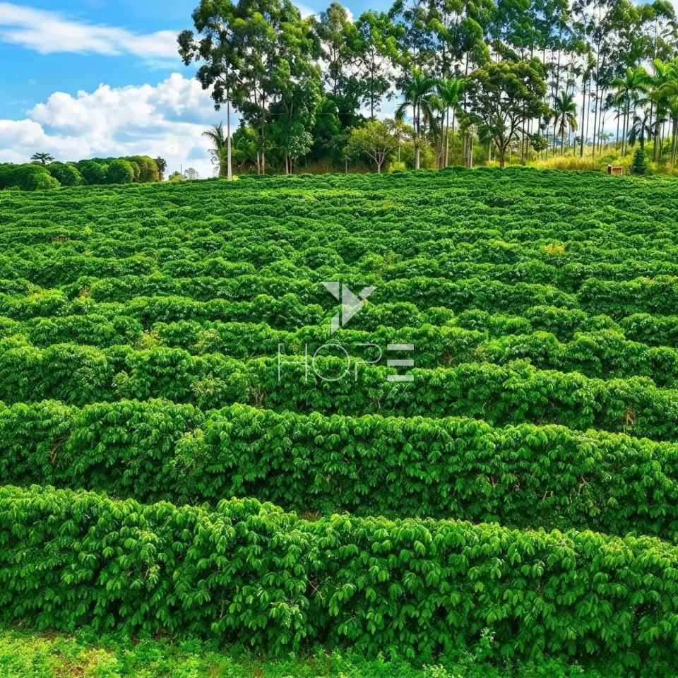 Imagens do imóveis Fazenda cafeeira à Venda – 750 Hectares – Próximo a São Roque – MG