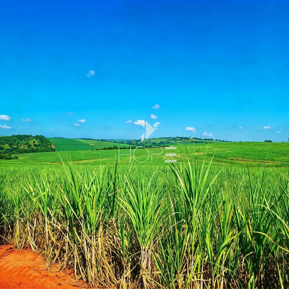Imagens do imóveis Fazenda à Venda – 100 Alqueires – Região da Usina Alto Alegre – Colorado/PR