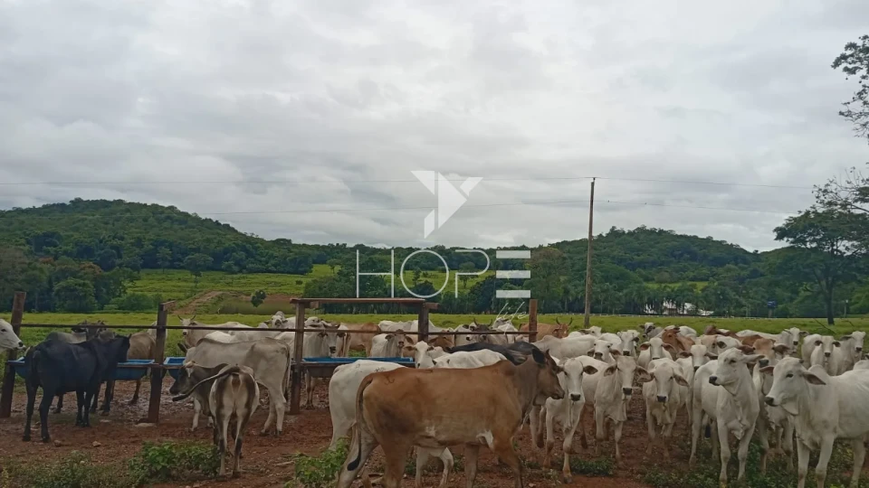 Imagens do imóveis Fazenda à venda com 54 alqueires - renda com cana - mansão de luxo - dupla aptidão - próximo a Uruanã GO