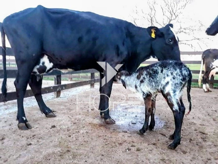 Imagens do imóveis Fazenda Leiteira Porteira Fechada à Venda – 78 Alqueires – Paranavaí/PR – Estrutura Completa + Usina Solar