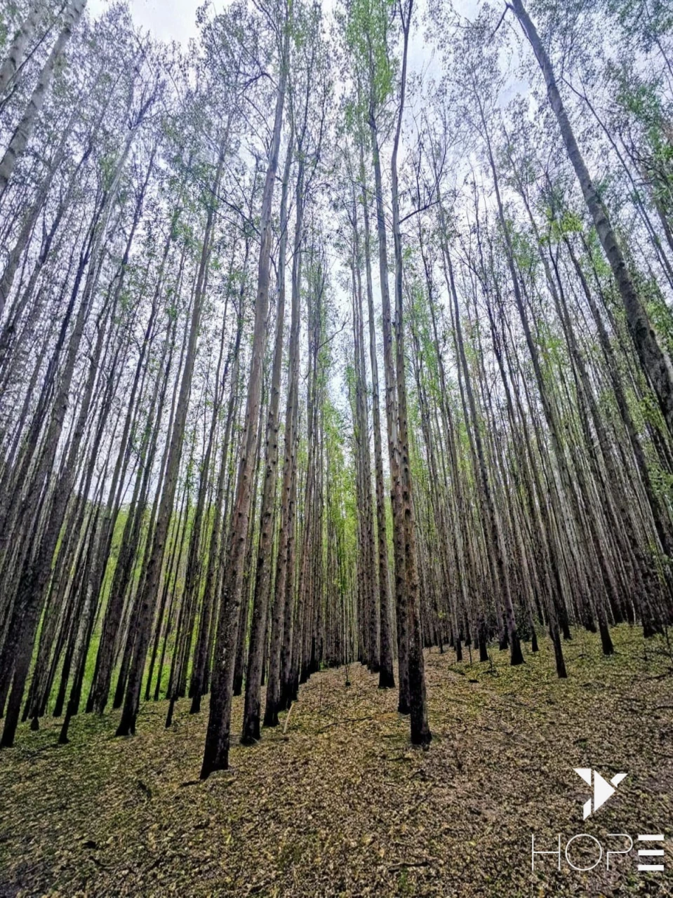 FAZENDA DE 216 ALQUEIRES COM EUCALIPTO À VENDA – VALE DO PARAÍBA/SP