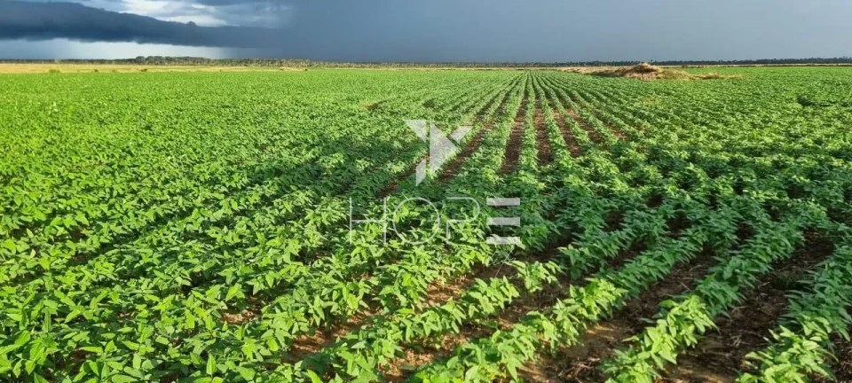 Imagens do imóveis Fazenda à venda com 33.000 hectares - agricultura em larga escala - estrutura completa - pista de pouso - Primavera do Leste MT