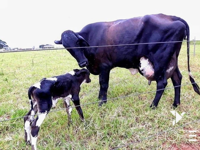 Imagens do imóveis Fazenda à Venda – 78 Alqueires – Pecuária – Região de Paranavaí/PR