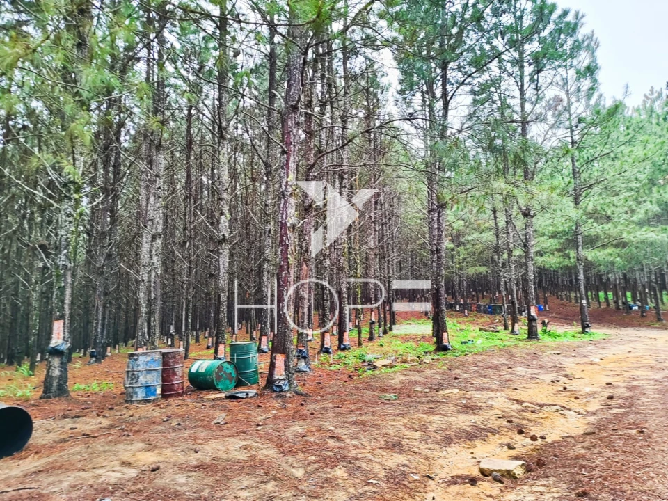Imagens do imóveis Fazenda com Pinus à Venda - São Miguel Arcanjo SP - Região de Itapetininga - 227 Alqueires 550 Hectares