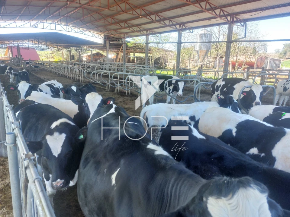 Imagens do imóveis Fazenda à venda 53 alqueires leiteira – região de Guarapuava – Paraná