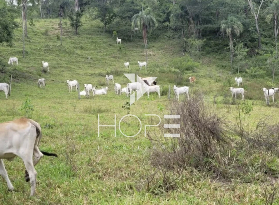 Imagens do imóveis Fazenda Dupla Aptidão - 112 Alqueires - Água Fria de Goiás GO - 542 Hectares - Boa de Água  - Eucalipto e Acácia