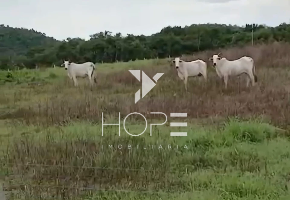 Imagens do imóveis Fazenda à venda 420 alqueires pecuária porteira fechada – municípios de Araguaçu e Porangatu – divisa Goiás / Tocantins