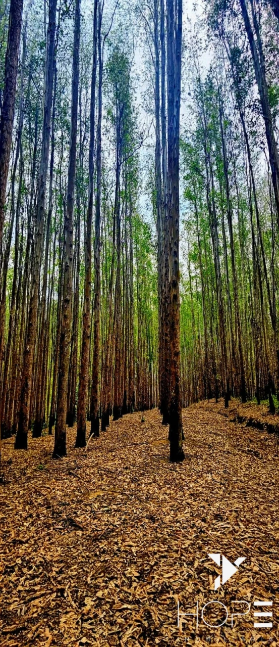 FAZENDA DE 216 ALQUEIRES COM EUCALIPTO À VENDA – VALE DO PARAÍBA/SP
