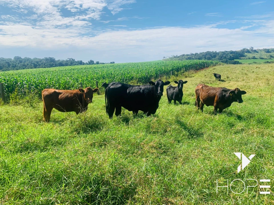 Imagens do imóveis Fazenda agrícola e pecuária à venda – 84 alqueires – Sertanópolis/PR