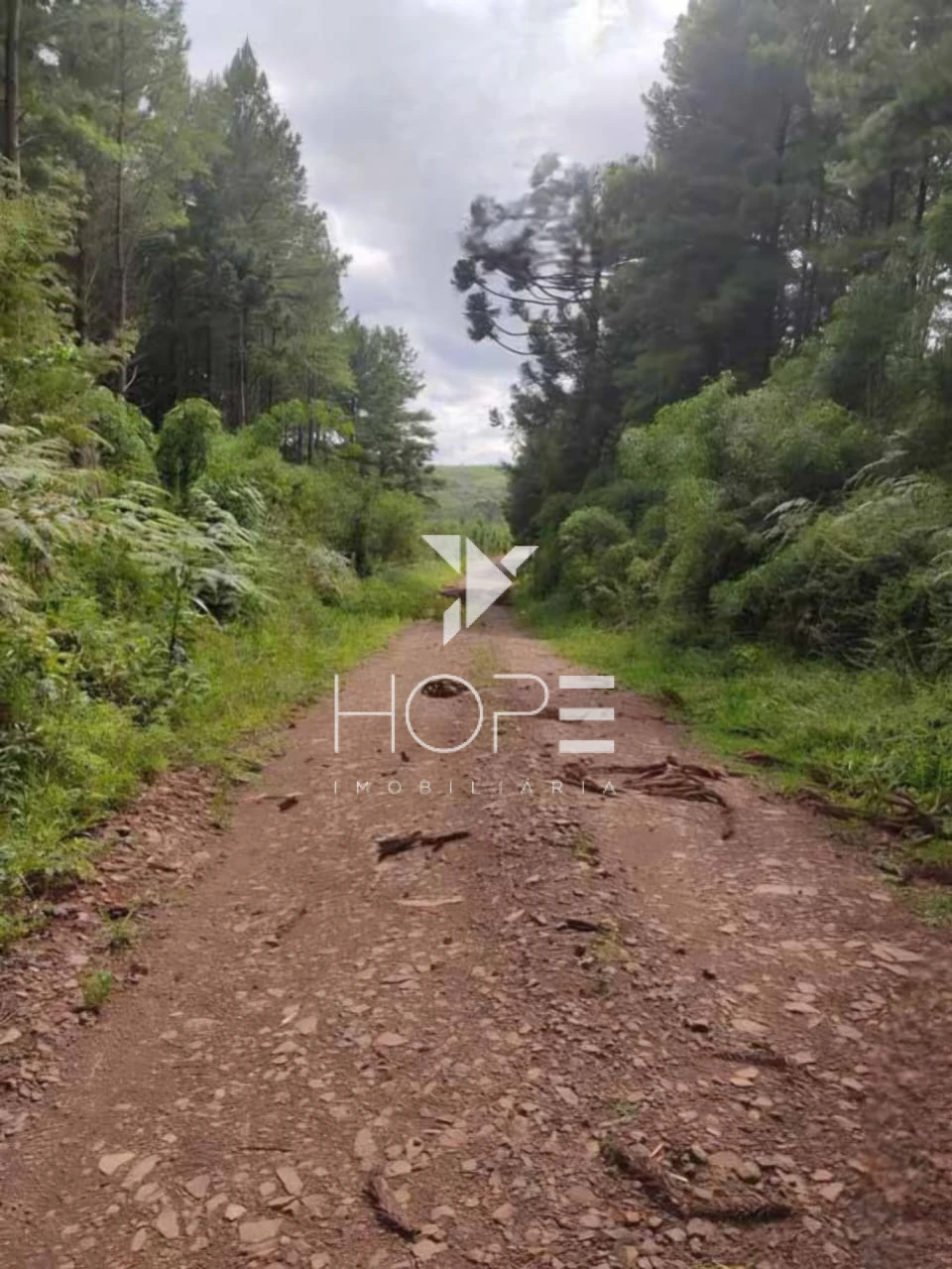 Imagens do imóveis Fazenda de Pinus Gigante para Investidor - Paraná - 17.771 Hectares - Terra e Madeira - Oportunidade