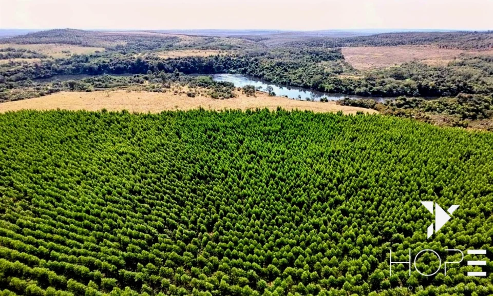 Fazenda com Eucalipto à Venda em Itu/SP – Renda Garantida com Arrendamento à Suzano