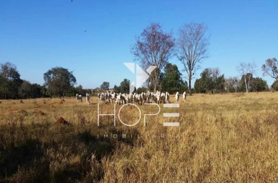 Imagens do imóveis Fazenda à Venda - 19 Alqueires - Dupla Aptidão - Região de Prata MG - Entre Prata e Uberlândia - Triângulo Mineiro