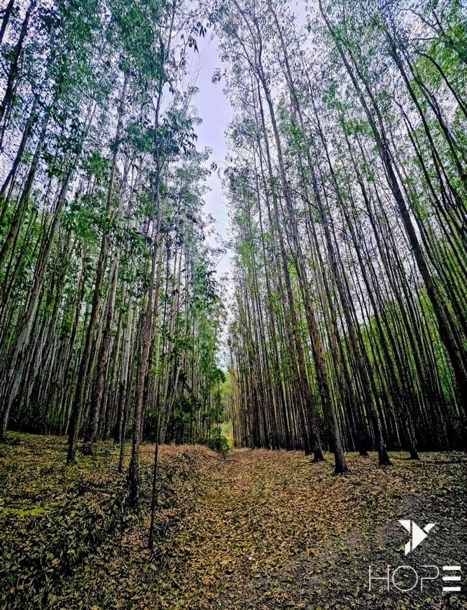 FAZENDA DE 216 ALQUEIRES COM EUCALIPTO À VENDA – VALE DO PARAÍBA/SP