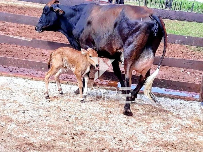 Imagens do imóveis Fazenda Leiteira Porteira Fechada à Venda – 78 Alqueires – Paranavaí/PR – Estrutura Completa + Usina Solar