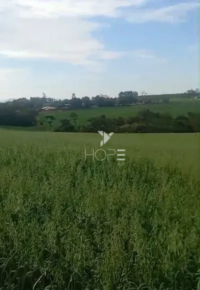 Imagens do imóveis Fazenda de Terra Roxa à Venda - 25km da Cidade – 130 Alqueires – Curiuva/PR