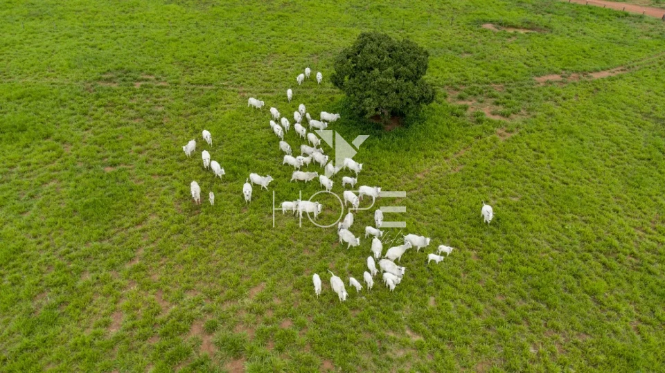 Imagens do imóveis Fazenda à Venda no Mato Grosso do Sul – 223 Alqueires – Rosário Oeste