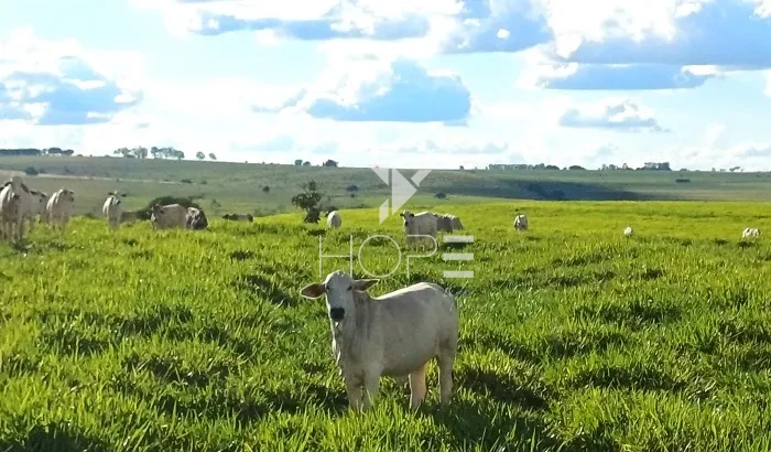 Imagens do imóveis Fazenda à Venda - 80% Plano – 110 Alqueires – Costa Machado – Costa Machado/SP